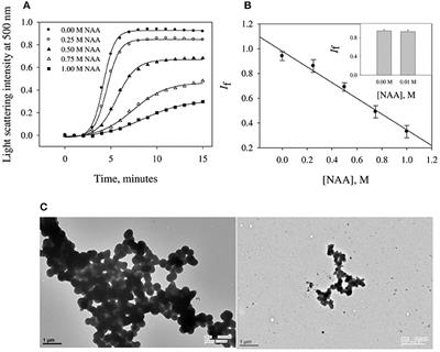 Brain Metabolite, N-Acetylaspartate Is a Potent Protein Aggregation Inhibitor